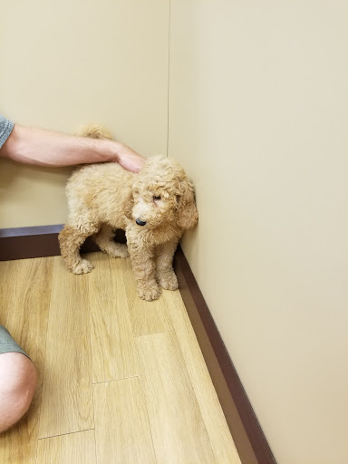 Pet Store «Petland», reviews and photos, 4082 William Penn Hwy #49B, Monroeville, PA 15146, USA