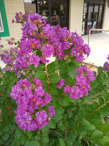 Book Store «Baker Bookstore», reviews and photos, 717 S Florence Ave, Springfield, MO 65897, USA