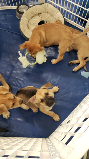 Pet Supply Store «Petco Animal Supplies», reviews and photos, 8700 Preston Rd #105, Plano, TX 75024, USA