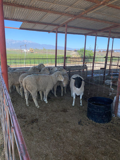 Meat Wholesaler «Lizze Custom Processing», reviews and photos, 7310 Pine Ave, Chino, CA 91708, USA