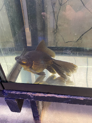 Pet Store «Animart Pets», reviews and photos, 2813 Veterans Memorial Hwy SW, Austell, GA 30168, USA