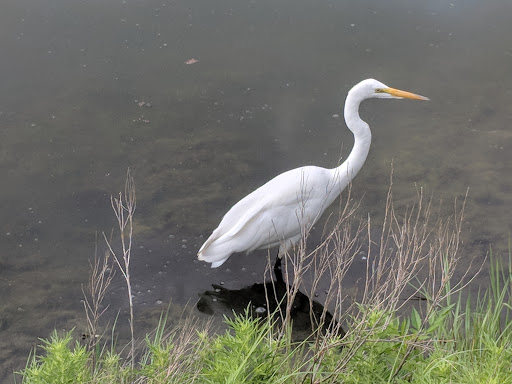 Park «Russell Creek Park», reviews and photos, 3500 McDermott Rd, Plano, TX 75025, USA