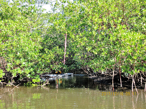 Museum «Mound House», reviews and photos, 451 Connecticut St, Fort Myers Beach, FL 33931, USA