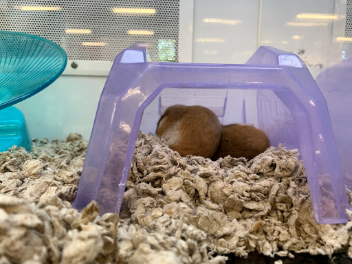 Pet Supply Store «Petco Animal Supplies», reviews and photos, 975 NW Gilman Blvd E, Issaquah, WA 98027, USA