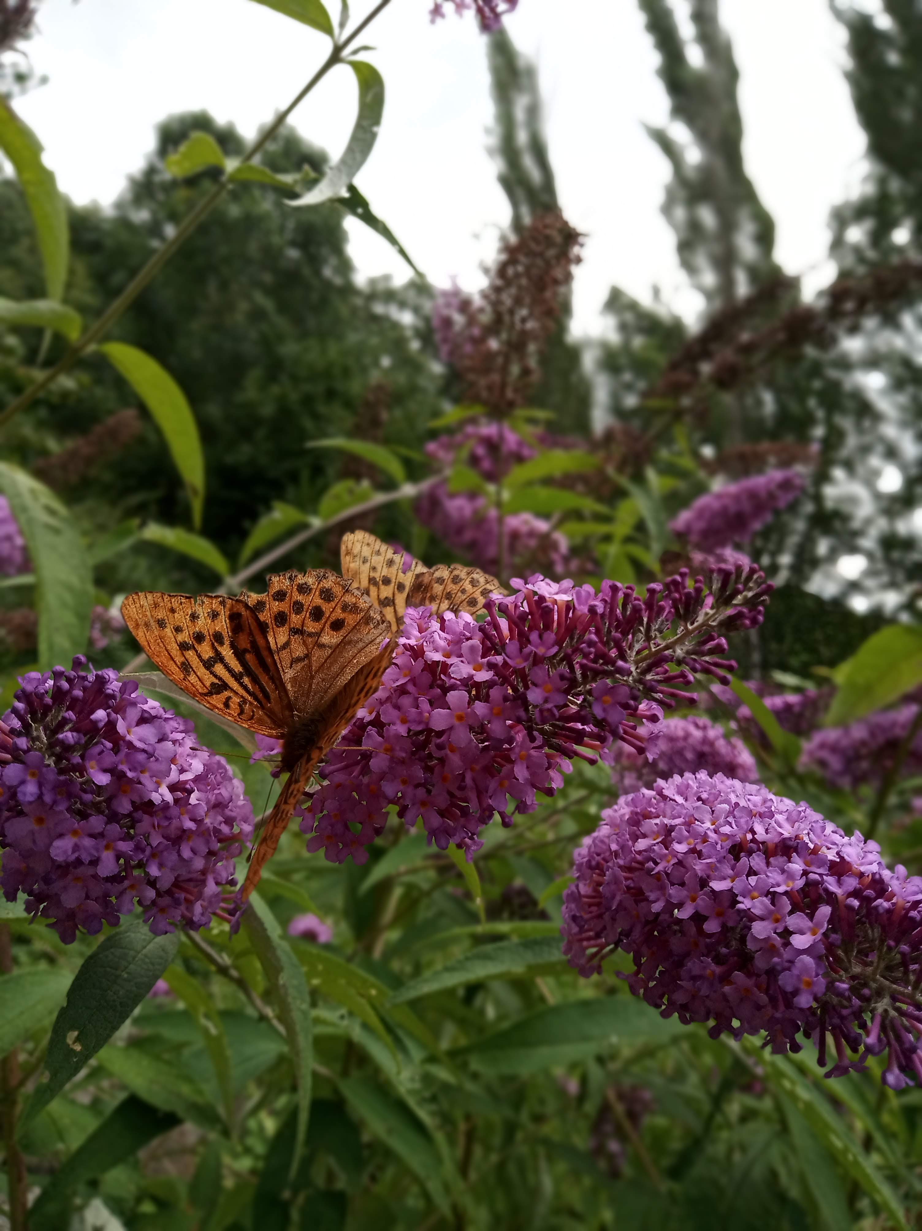 Photo n° 5 de l'avis de Michel. fait le 19/08/2021 à 09:42