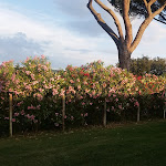 Photo n°2 de l'avis de Pia.t fait le 21/06/2018 à 07:08 sur le  Casetta Santini à Sticciano Scalo