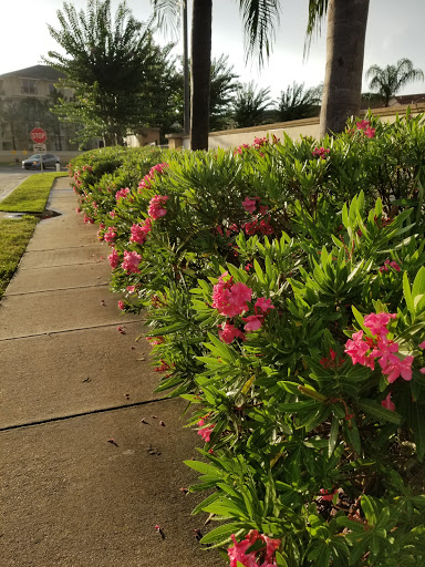 Supermarket «Publix Super Market at Lake Cay Commons», reviews and photos, 9930 Universal Blvd, Orlando, FL 32819, USA