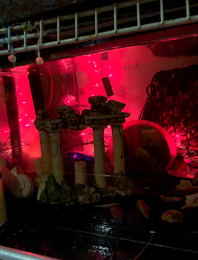 Hardware Store «Ace Home Helpers», reviews and photos, 17760 Panama City Beach Pkwy, Panama City Beach, FL 32413, USA