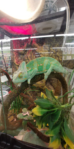 Pet Supply Store «Pet Supplies Plus», reviews and photos, 175 Memorial Ave, West Springfield, MA 01089, USA