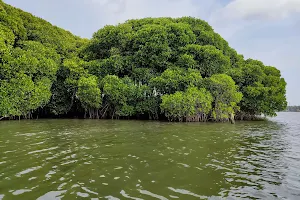 Mangrove Forest (Kandal Kaadukal) image