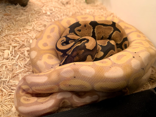 Pet Store «Miles of Exotics», reviews and photos, 8350 N Broadway, Kansas City, MO 64118, USA