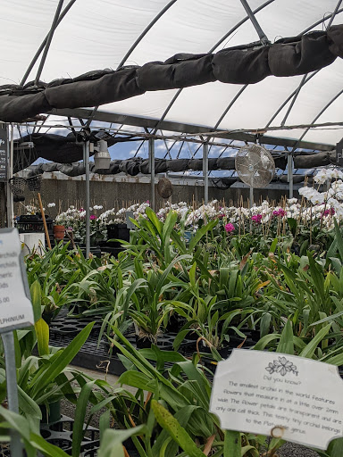 Florist «Dr Delphinium Flower & Orchid House», reviews and photos, 513 W Campbell Rd, Richardson, TX 75080, USA