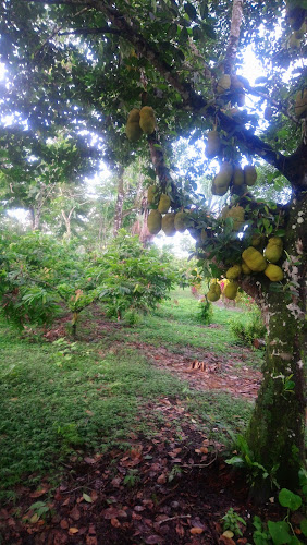 Comentarios y opiniones de El Jardín del Cacao y Chocolate de Napo