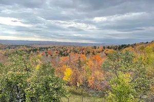 Foliage viewpoint image