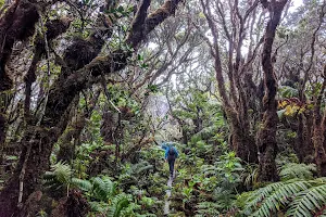 Molokaʻi Forest Reserve image