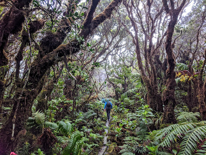 Molokaʻi Forest Reserve