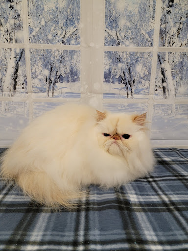 Pet Groomer «One Stop Pet Shop Inc», reviews and photos, 1375 Chestnut St # 103, Emmaus, PA 18049, USA