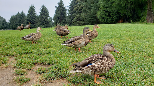 Public Golf Course «Riverbend Golf Complex», reviews and photos, 2019 W Meeker St, Kent, WA 98032, USA