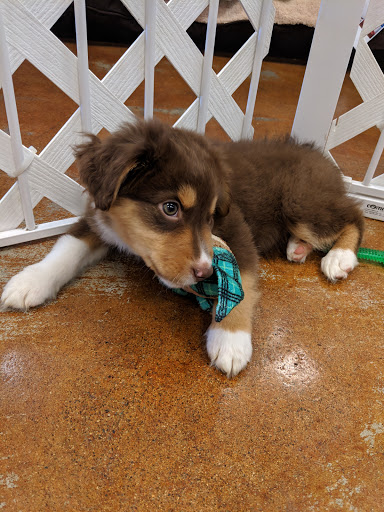 Pet Store «Fairwood Pet Center», reviews and photos, 14201 SE Petrovitsky Rd, Renton, WA 98058, USA