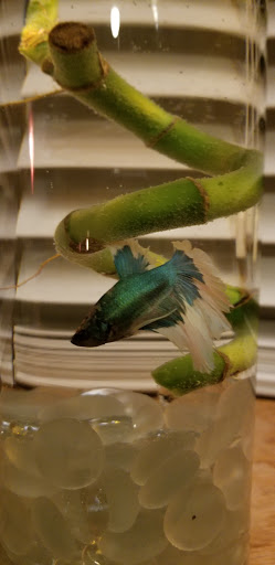 Pet Supply Store «Petco Animal Supplies», reviews and photos, 10055 Wellington Rd, Manassas, VA 20110, USA