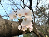 新茶屋川公園 テニスコート