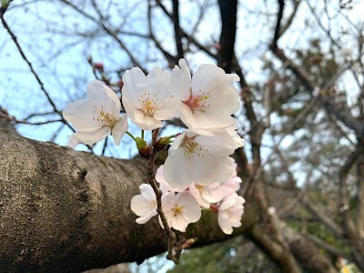 新茶屋川公園 テニスコート
