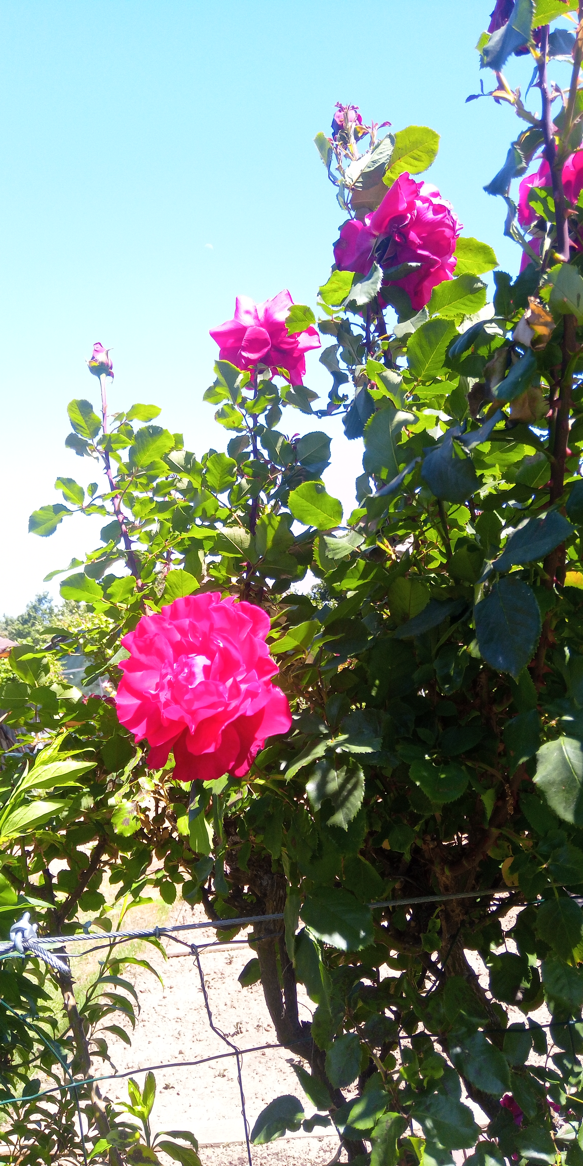 Photo n° 17 de l'avis de Didier.a fait le 29/05/2020 à 14:18