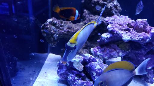 Tropical Fish Store «Manhattan Aquariums», reviews and photos, 522 W 37th St, New York, NY 10018, USA