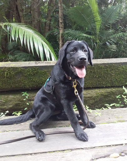 K9 Tales: Training and Assistance Dogs