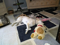 Bonnie's Pet Grooming - Photo 4 - Car repair in Pace, FL, Pensacola