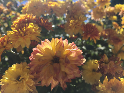 Nature Preserve «Fort Sheridan Forest Preserve», reviews and photos, 117 Sheridan Rd, Lake Forest, IL 60045, USA