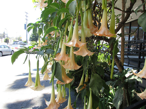 Used Car Dealer «LA Best Buy Auto Sales Los Angeles», reviews and photos, 15725 Roscoe Blvd, North Hills, CA 91343, USA