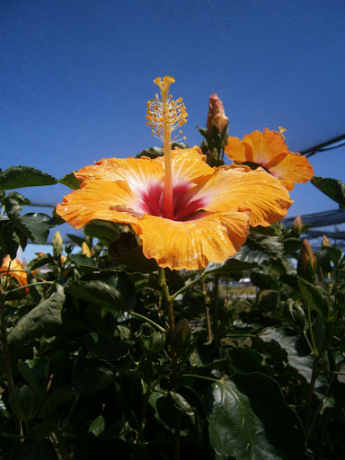 Pet Supply Store «CountryMax - Brockport», reviews and photos, 4875 Lake Rd N, Brockport, NY 14420, USA