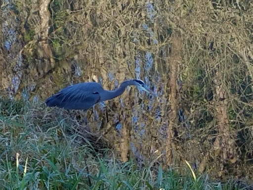Golf Course «Mint Valley Golf Course», reviews and photos, 4002 Pennsylvania St, Longview, WA 98632, USA