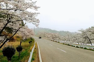 Nozaka Cherry Blossom Trees image