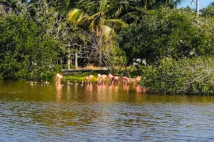 Área Natural Protegida Estatal Ciénagas y Manglares de la Costa Norte de Yucatán image