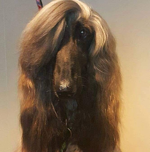 Pet Groomer «Precious Paws», reviews and photos, 221 N Marble St, Rockmart, GA 30153, USA