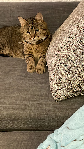 Dr.med.vet. Rainer Metz Tierarzt unter Ludwigshafen, 