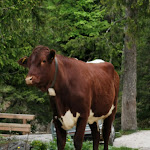 Photo n°8 de l'avis de Birgit. fait le 11/07/2022 à 14:39 sur le  Königsbachalm à Schönau am Königssee