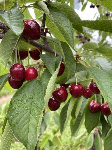 Orchard «Autumn Hills Orchard», reviews and photos, 495 Chicopee Row, Groton, MA 01450, USA