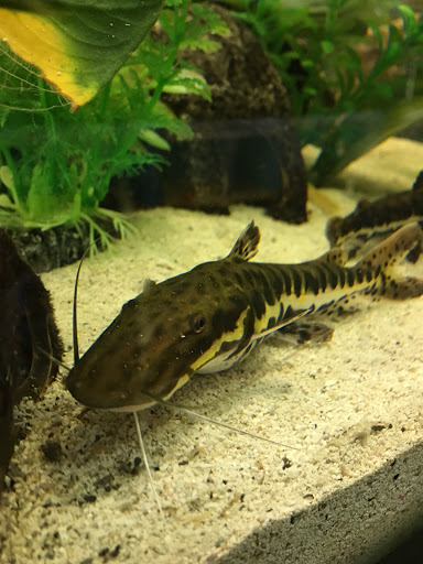 Pet Supply Store «PETNJOY - GARDENA», reviews and photos, 15515 Normandie Ave, Gardena, CA 90247, USA