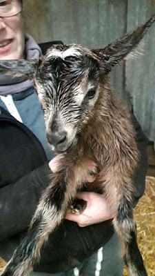 Clinique Veterinaire De La Source BOCAVET à Bressuire