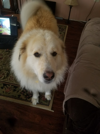 North Country Animal Shelter