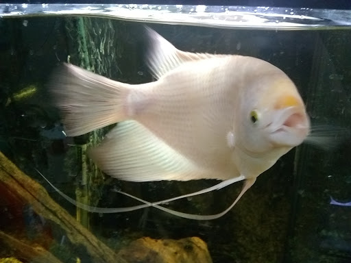 Pet Store «Fin & Feather Pet Center, Inc.», reviews and photos, 5208 Lakeside Ave, Richmond, VA 23228, USA