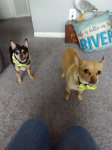 Pet Supply Store «Pet Supplies Plus», reviews and photos, 50633 Gratiot Ave, Chesterfield, MI 48051, USA