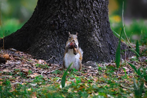 Park «Cypress Preserve Park», reviews and photos, 9020 NW 38th St, Sunrise, FL 33351, USA