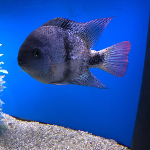 Tropical Fish Store «The Hidden Reef, Inc», reviews and photos, 4501 New Falls Rd, Levittown, PA 19056, USA