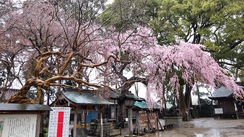 三島八幡神社のしだれ桜