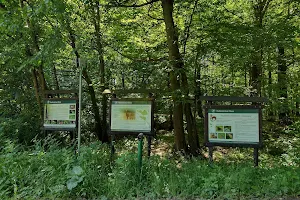 Rezerwat przyrody Grodzisko Ryczyńskie image
