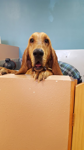 Pet Supply Store «Pet Food Gone Wild», reviews and photos, 2415 Southern Blvd SE, Rio Rancho, NM 87124, USA